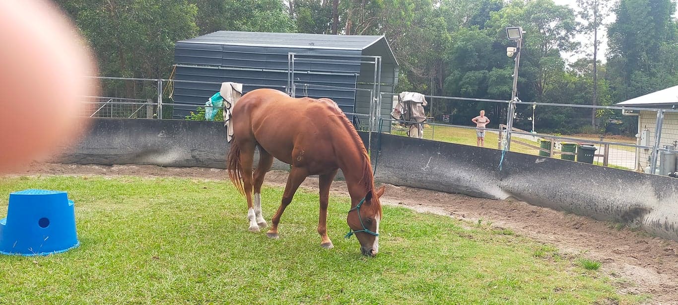 Farm Stay at Short stays for humans and their horses. Paddock or stable., Stockleigh, QLD