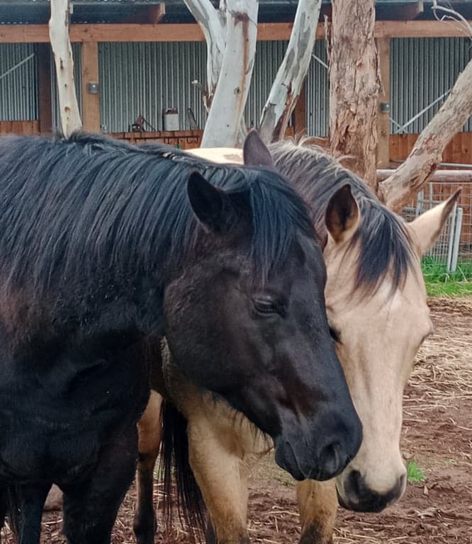 Short stay holiday with your horse traveling overnight stays, Kanmantoo, SA