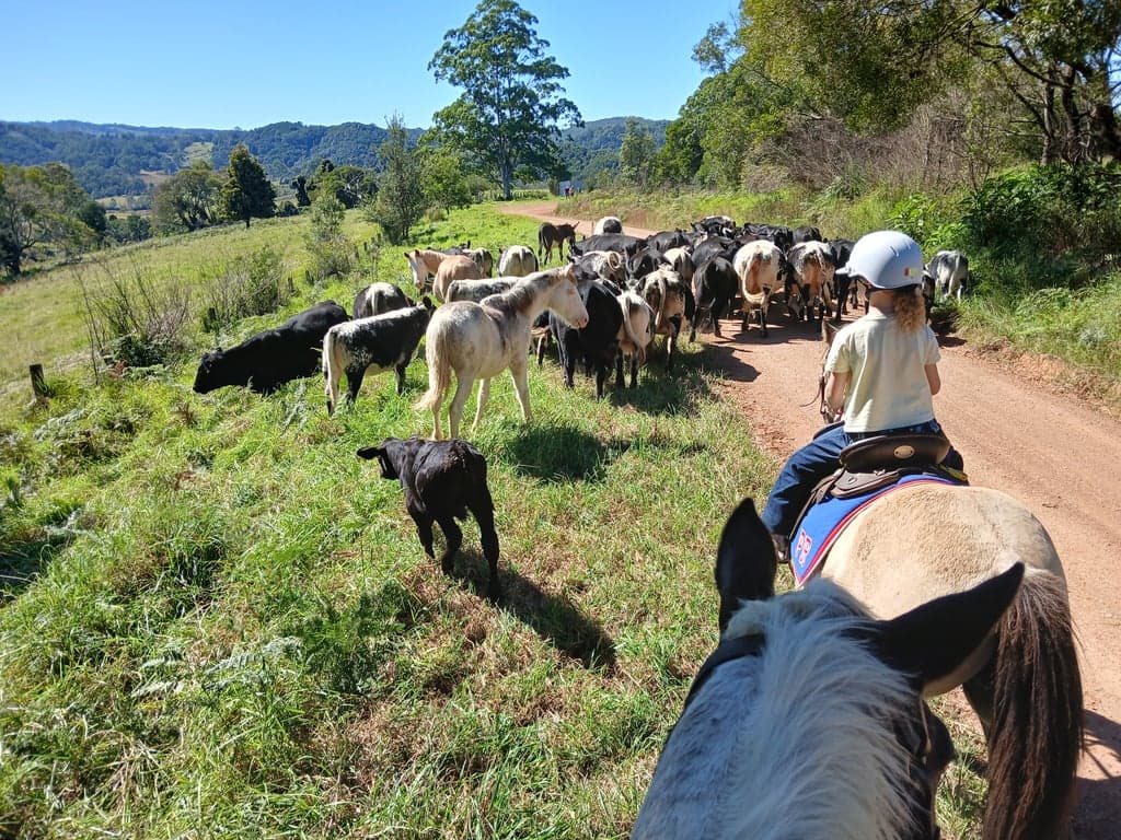 Homeville Horse Camp Farmstay, Elands, NSW