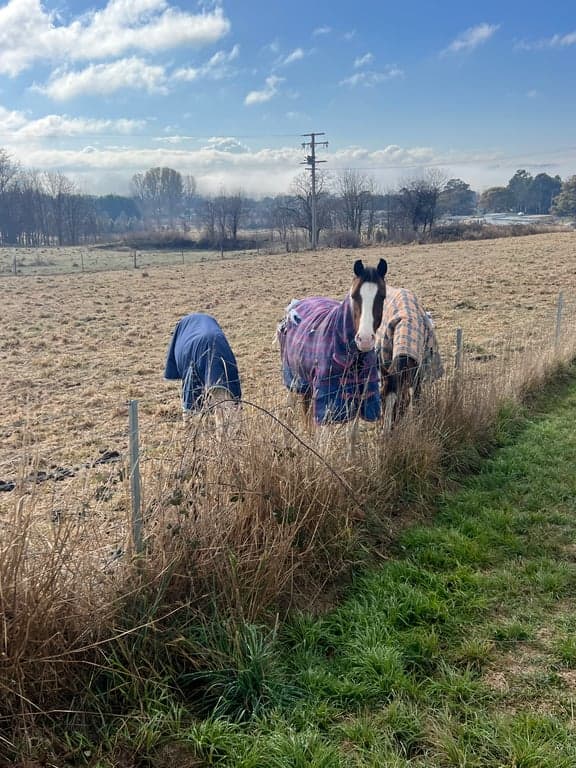 Farm Stay at Anahdale Cottage & Horse Stays, Blayney, NSW (photo 9)