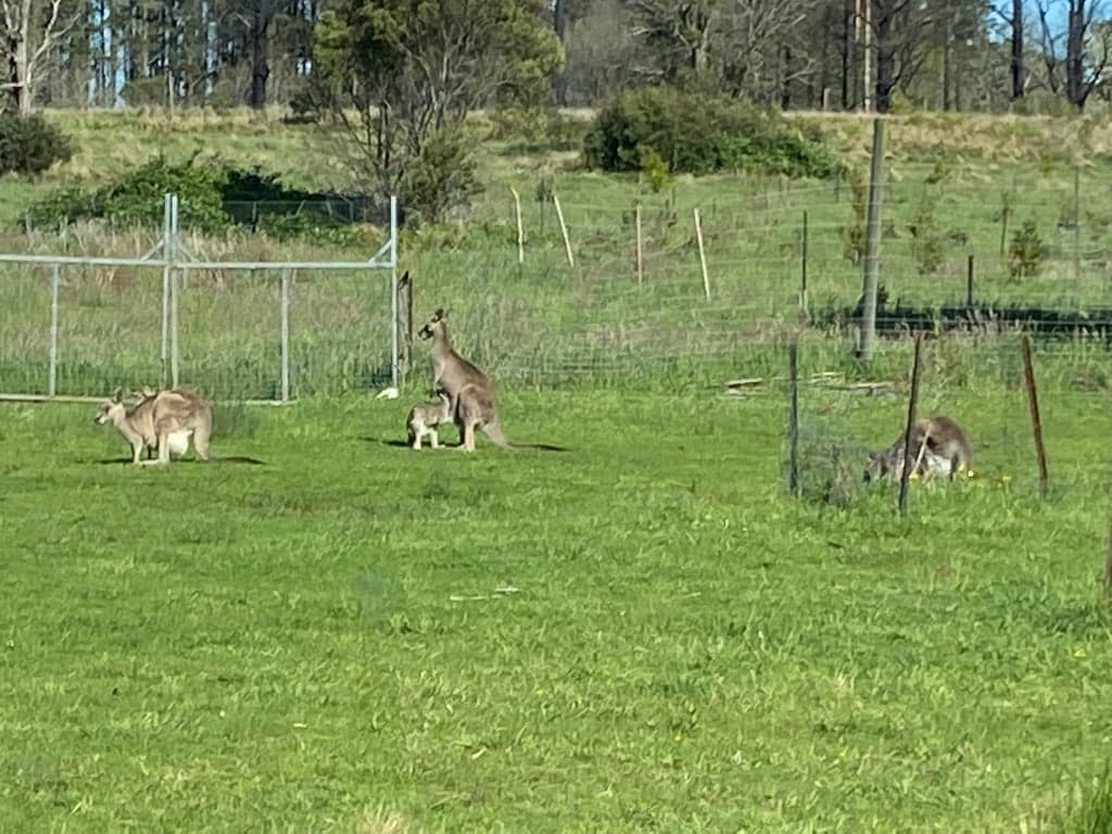 Farm Stay at Cabin and Horse Stay on the Escarpment, Sassafras, NSW (photo 2)