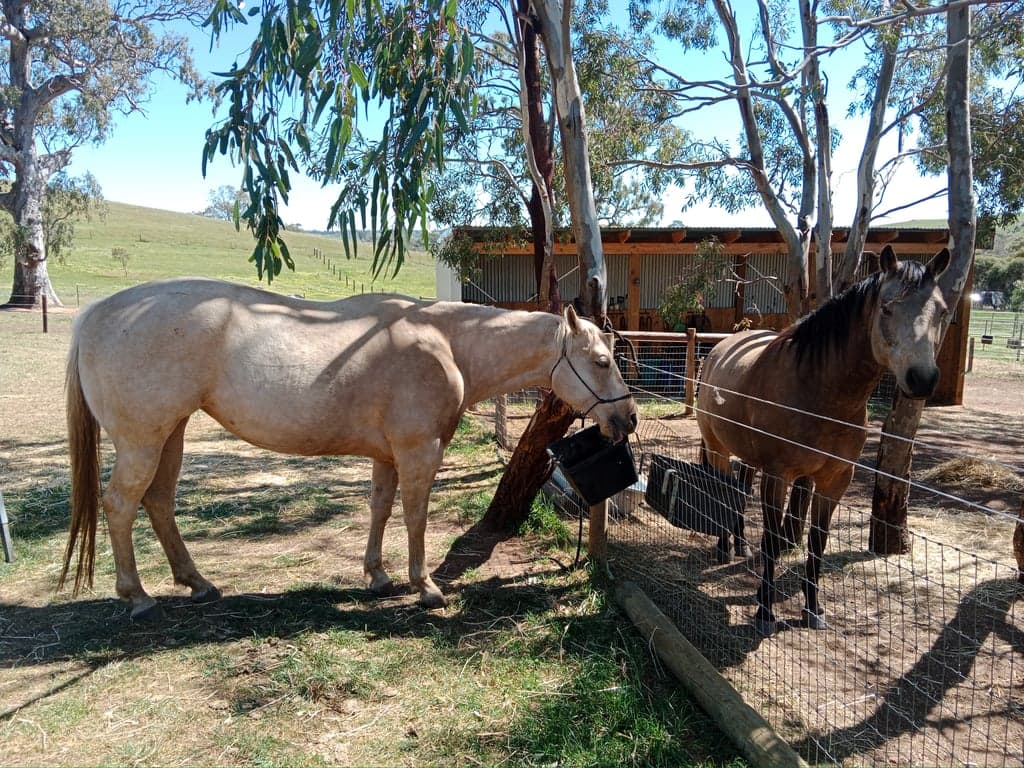 Short stay holiday with your horse traveling overnight stays, Kanmantoo, SA (photo 5)