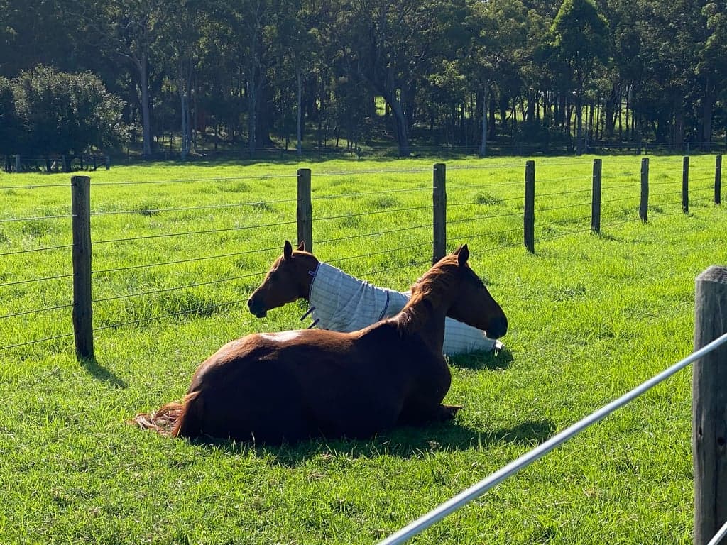 Malolo Park Farmstay in the Watagans Hunter valley, Quorrobolong, NSW (photo 4)