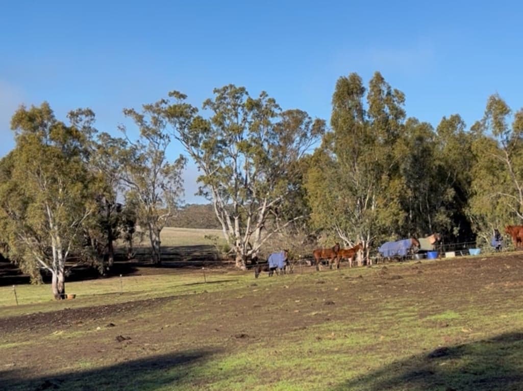 Farm Stay at All in one agistment and accomodation., Armagh, SA (photo 8)