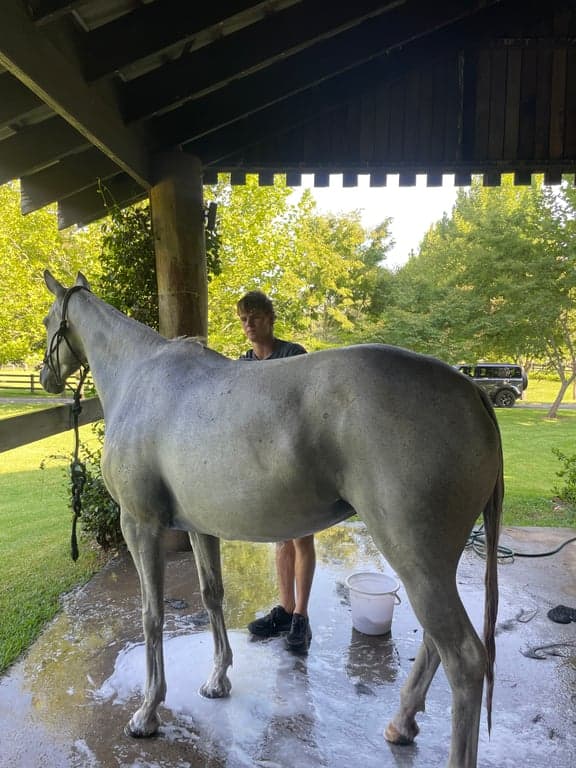 Farm Stay at Luxury Equestrian Property Stay for your Horse, Richmond Lowlands, NSW (photo 3)