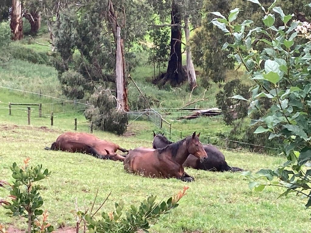 Farm Stay at An ideal location to explore Gippsland on horseback., Yarragon, VIC (photo 2)