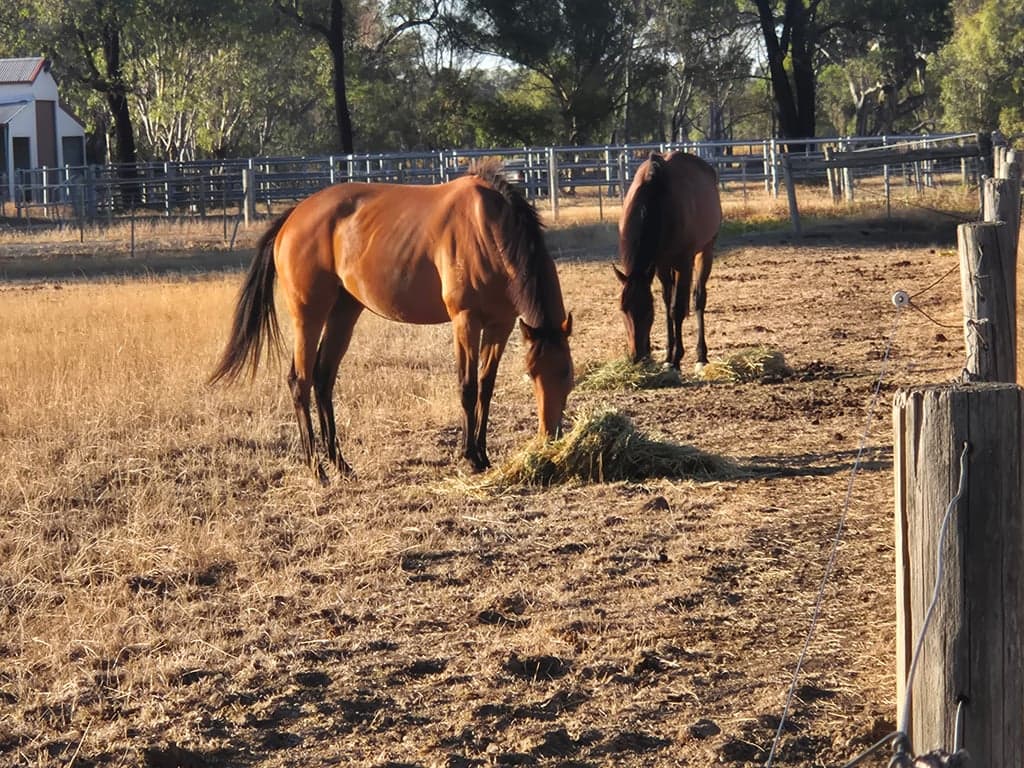 Farm Stay at Quiet, calm environment for horse & human stays, Arcadia, VIC (photo 2)