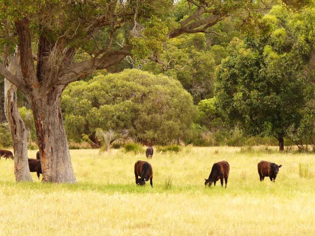 Farm Stay at SAFE FOR HORSES AND COSY ACCOMMODATION FOR THEIR RIDERS, Narrikup, WA (photo 2)