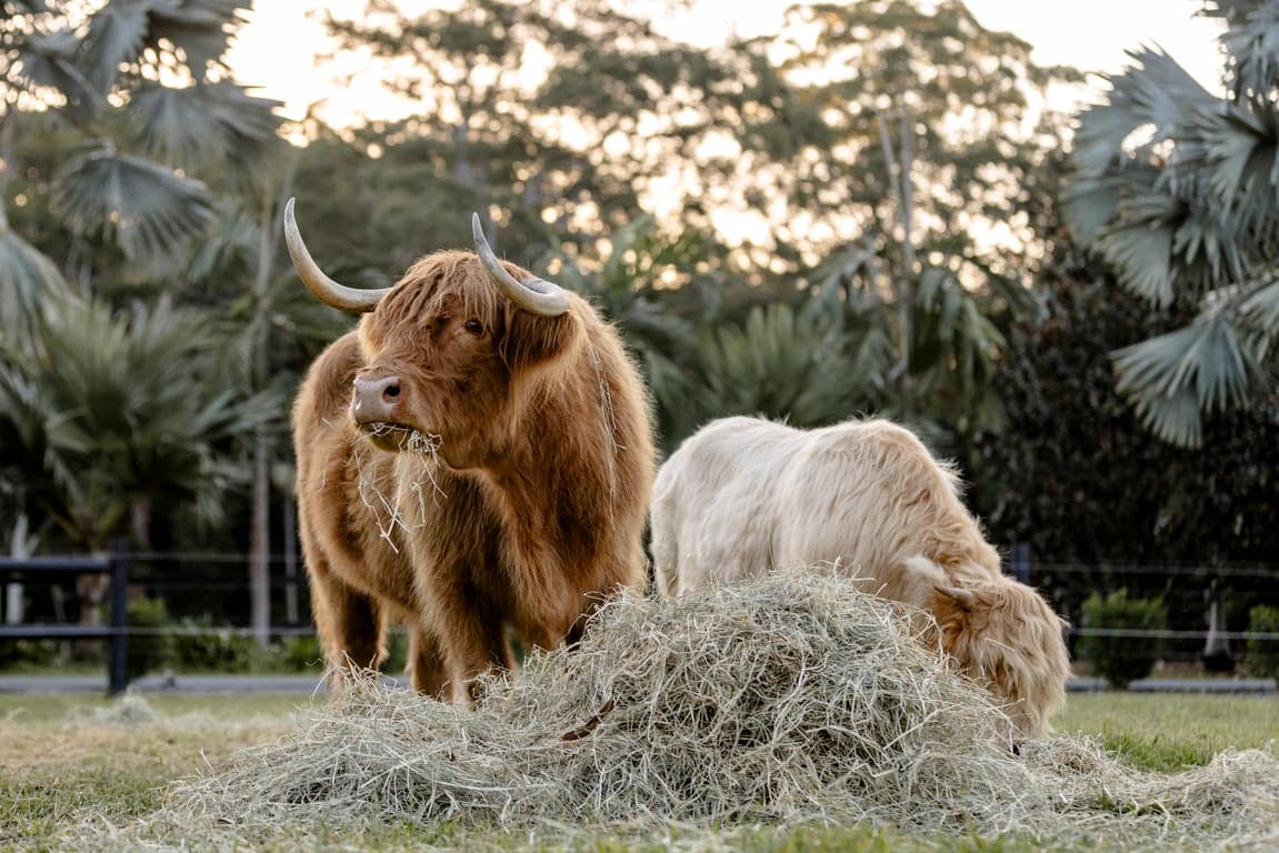Thumbnail 3 of Stay in a Train near Noosa & Eumundi with Highland Cows
