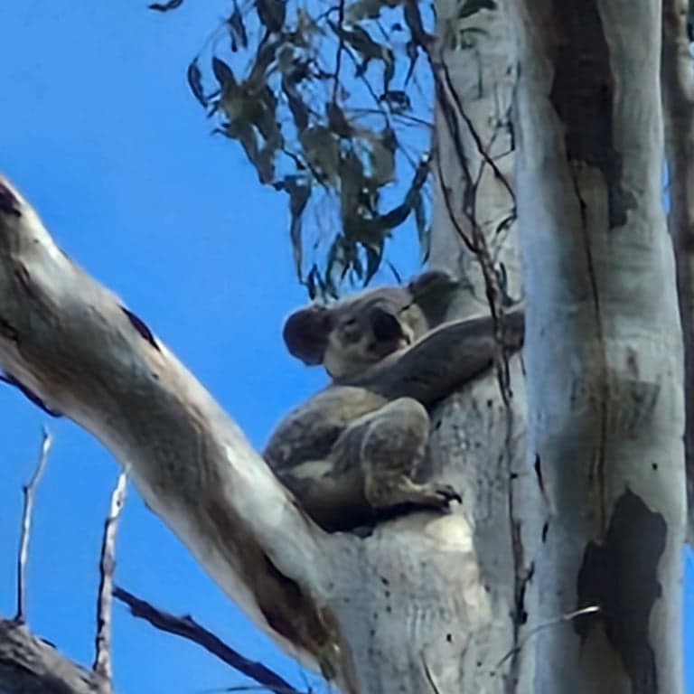Welcome to Mount Mulgowie-off grid, horse friendly farm stay, Buaraba, QLD (photo 5)