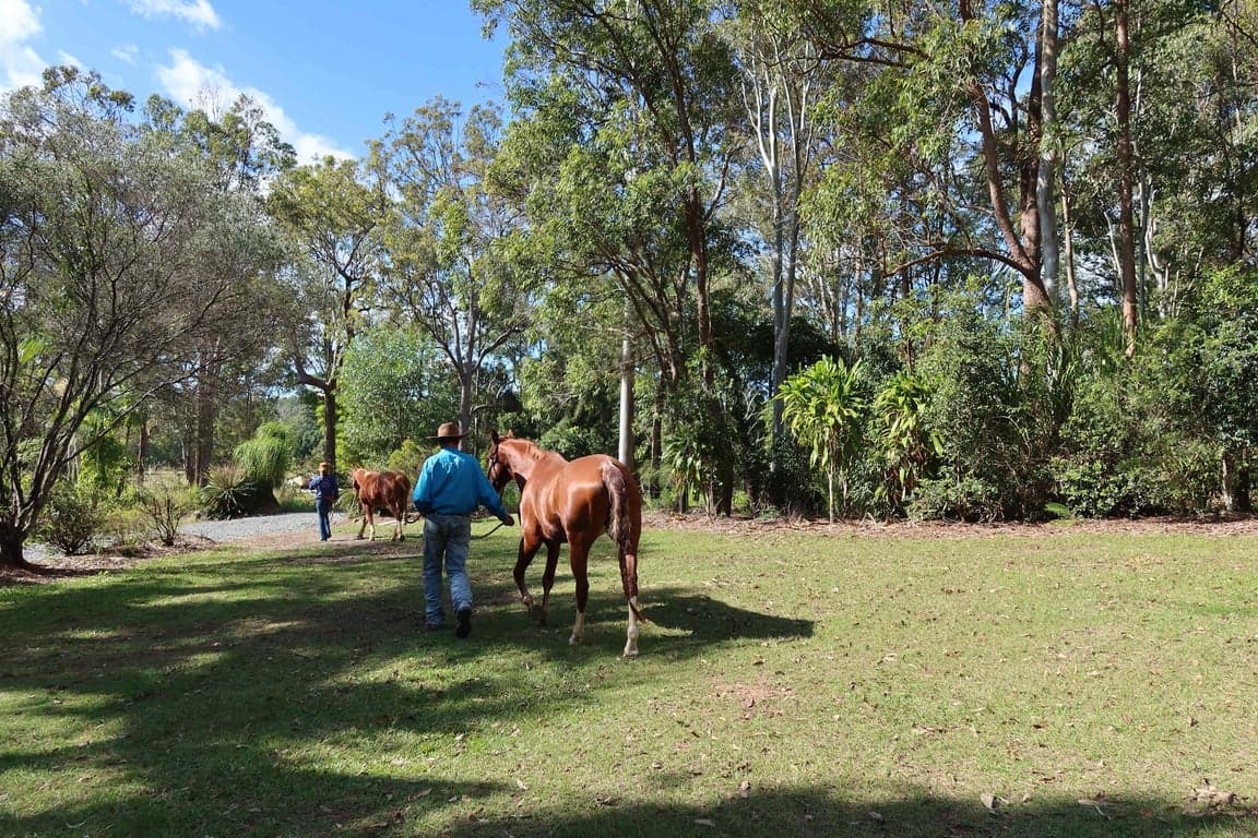 Farm Stay at Endeavour Grey - Mothar Mt Horse & Guest Stay, Mothar Mountain, QLD (photo 2)
