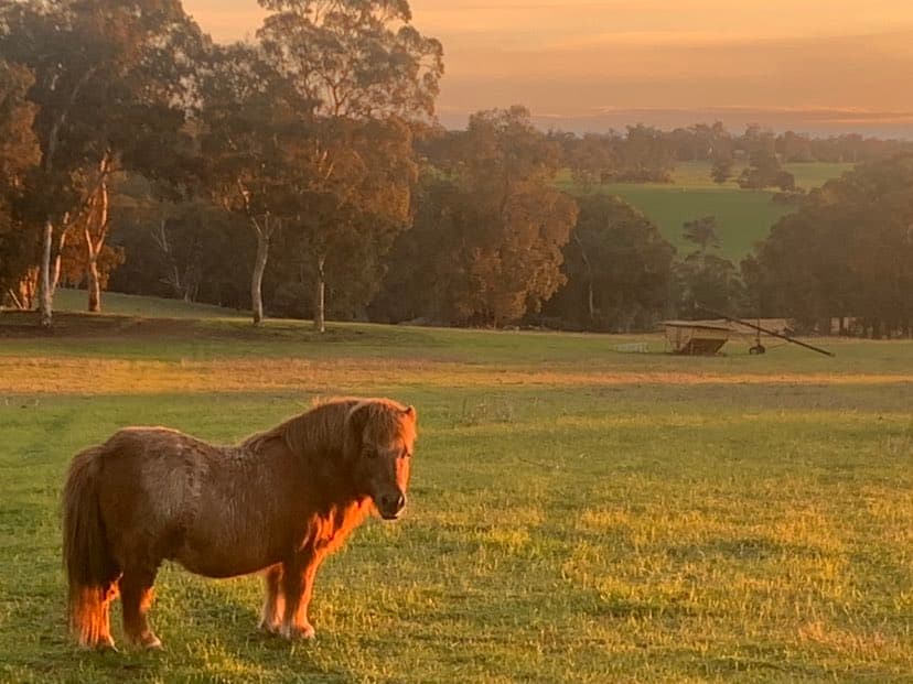 Farm Stay at Haddlestone Farm. Camp with your horse and ride for miles!, Trigwell, WA (photo 10)