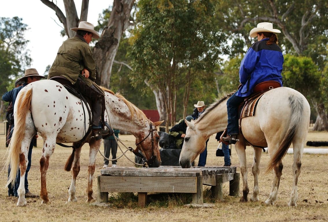 Farm Stay at Holiday with your horse! Accomodation option #1, Mooralla, VIC (photo 5)