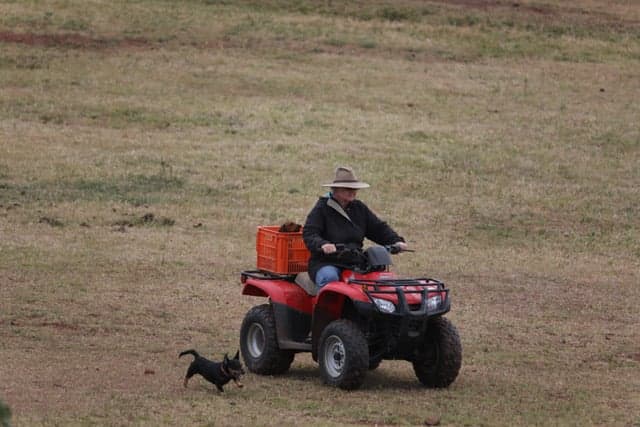 Farm Stay at Bring your own horse, access to wonderful trail rides, Yangan, QLD (photo 10)
