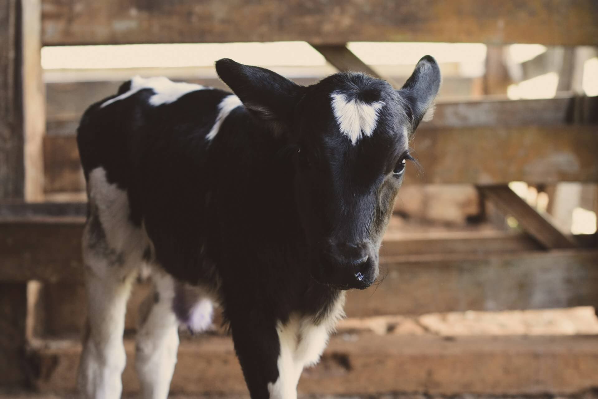 Cover image for Cattle Gestation Calculator: Estimate Your Cow’s Calving Date