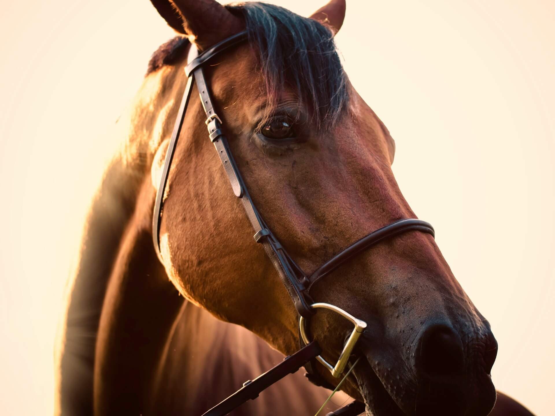 Cover image for How Much Does a Horse Cost in Australia?
