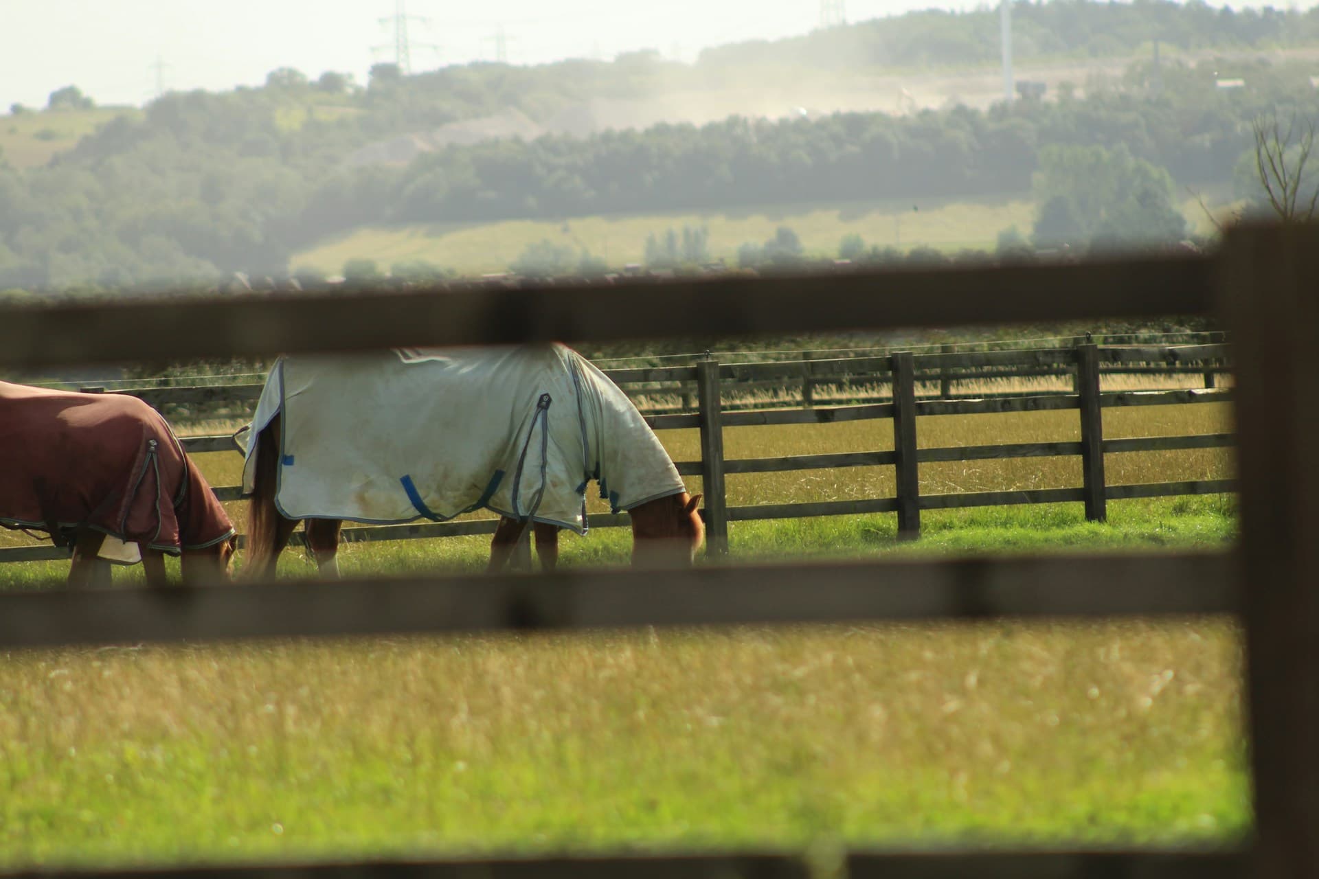 Cover image for How to agist your property: A step-by-step guide to Aussie Agistment