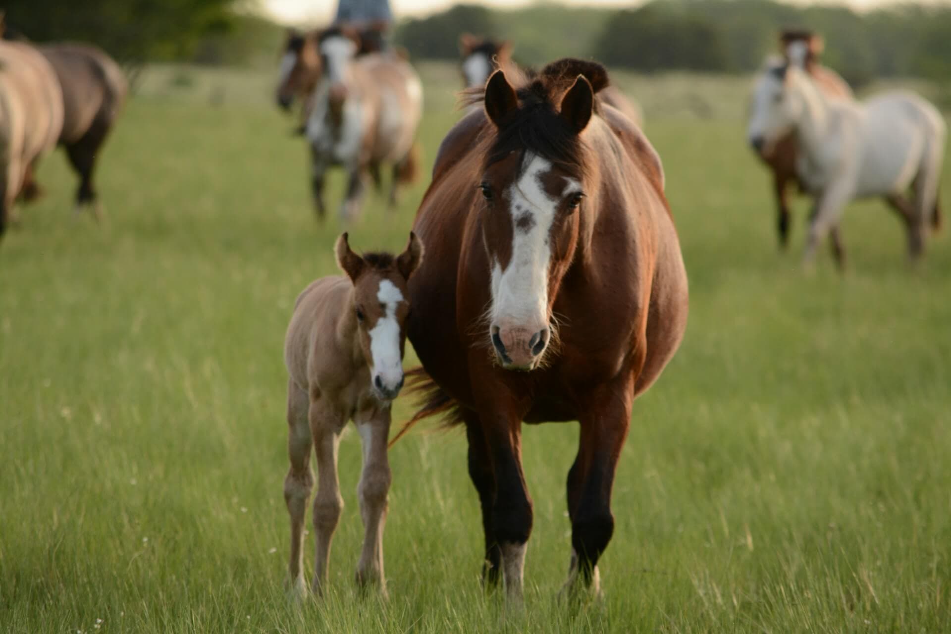 Cover image for Mare Gestation Calculator: Estimate Your Horse’s Foaling Date