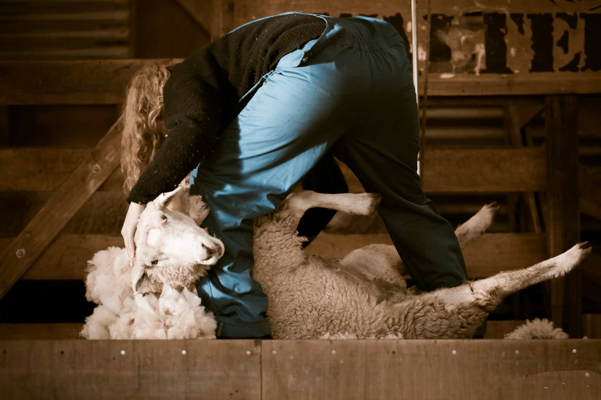Cover image for The Ultimate Guide to Sheep Shearing: Techniques, Equipment, and Records