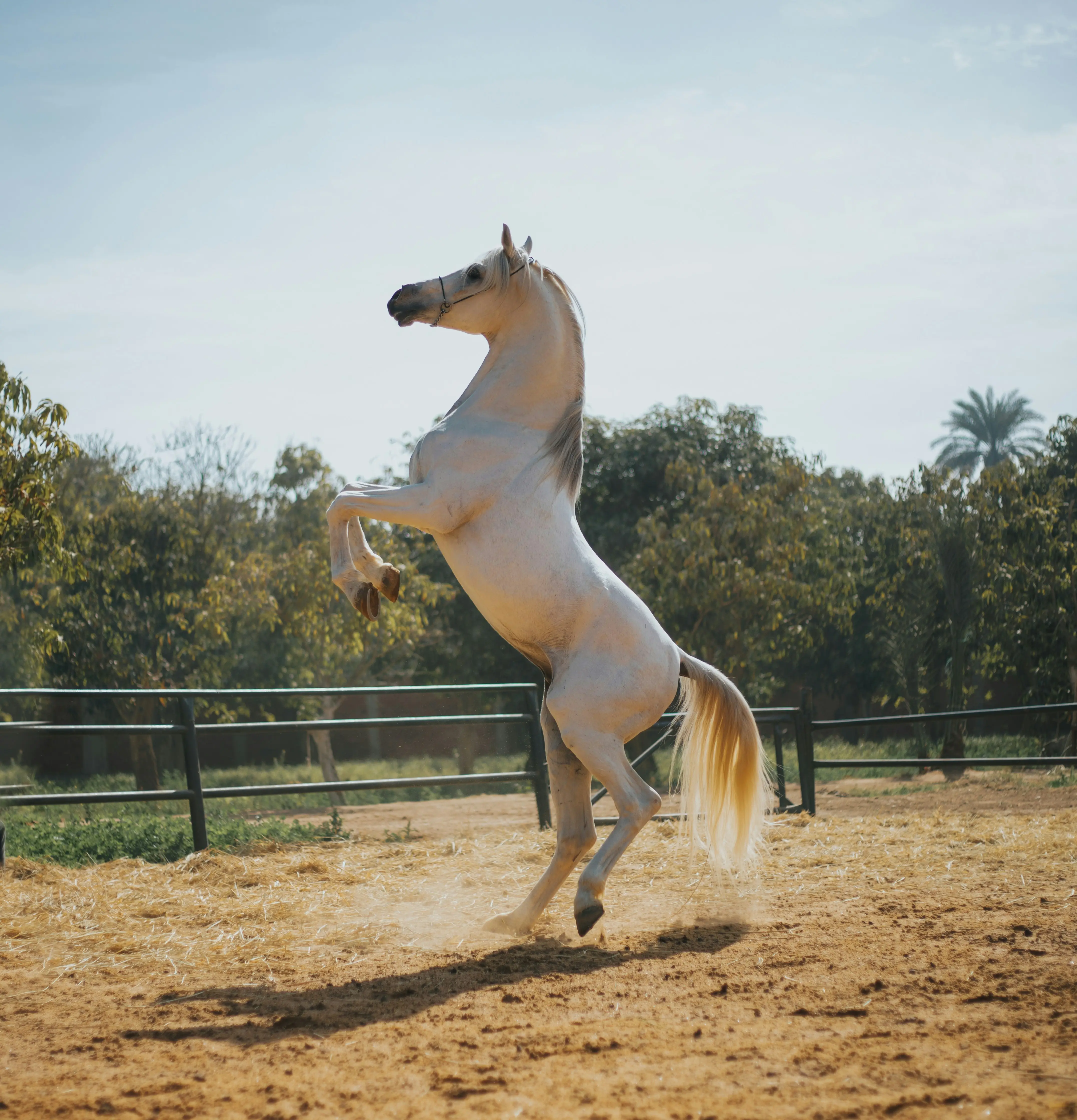 Arabian Arabian