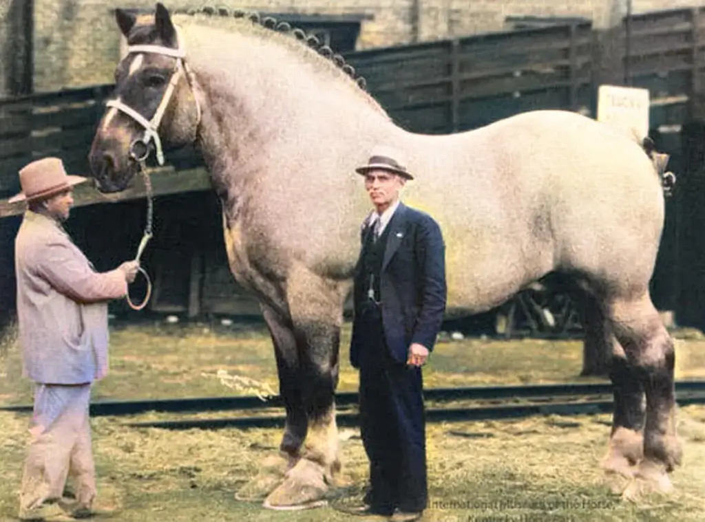 biggest horse Biggest horse in history