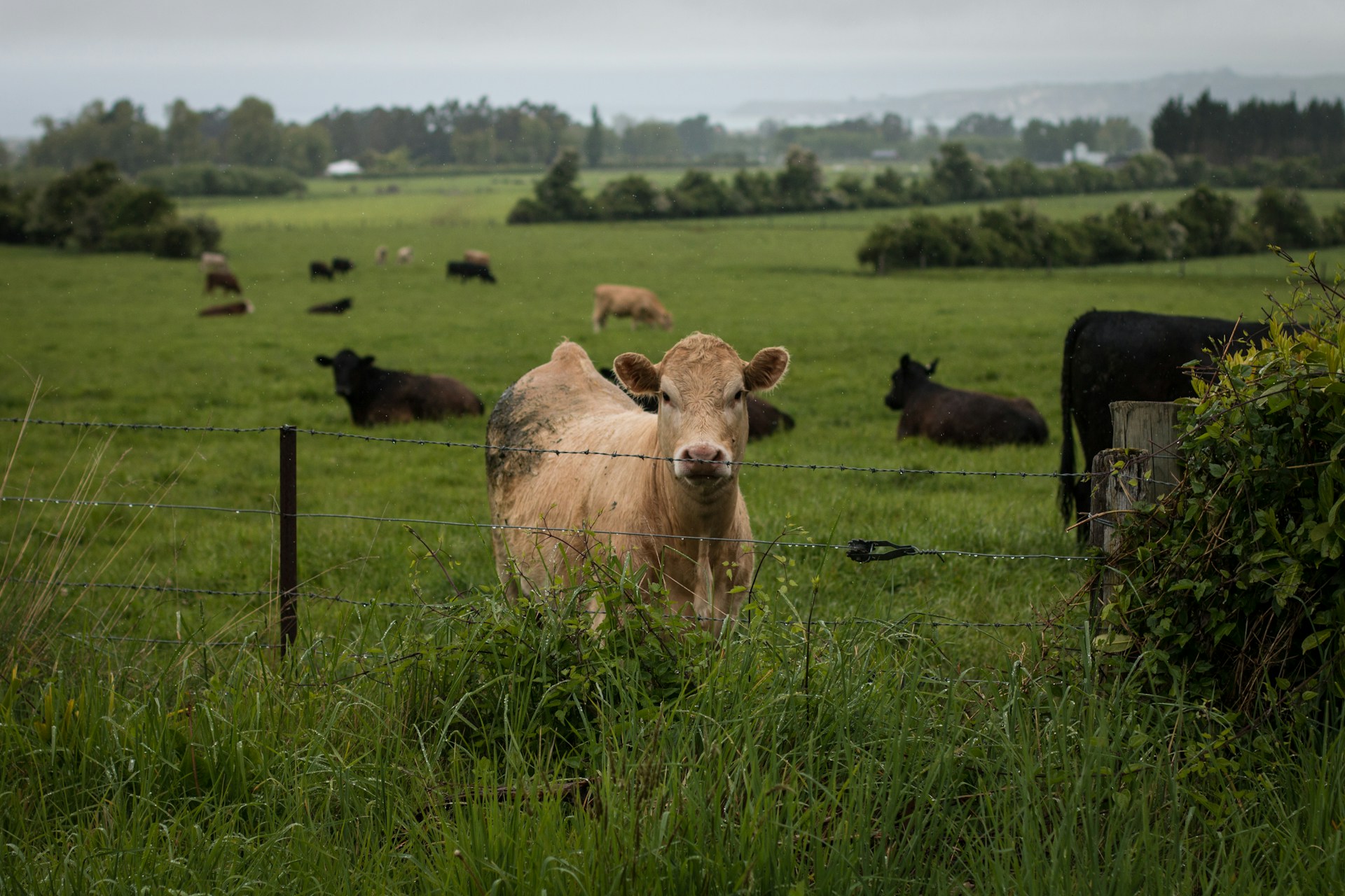 Cattle grazing Cattle Agistment