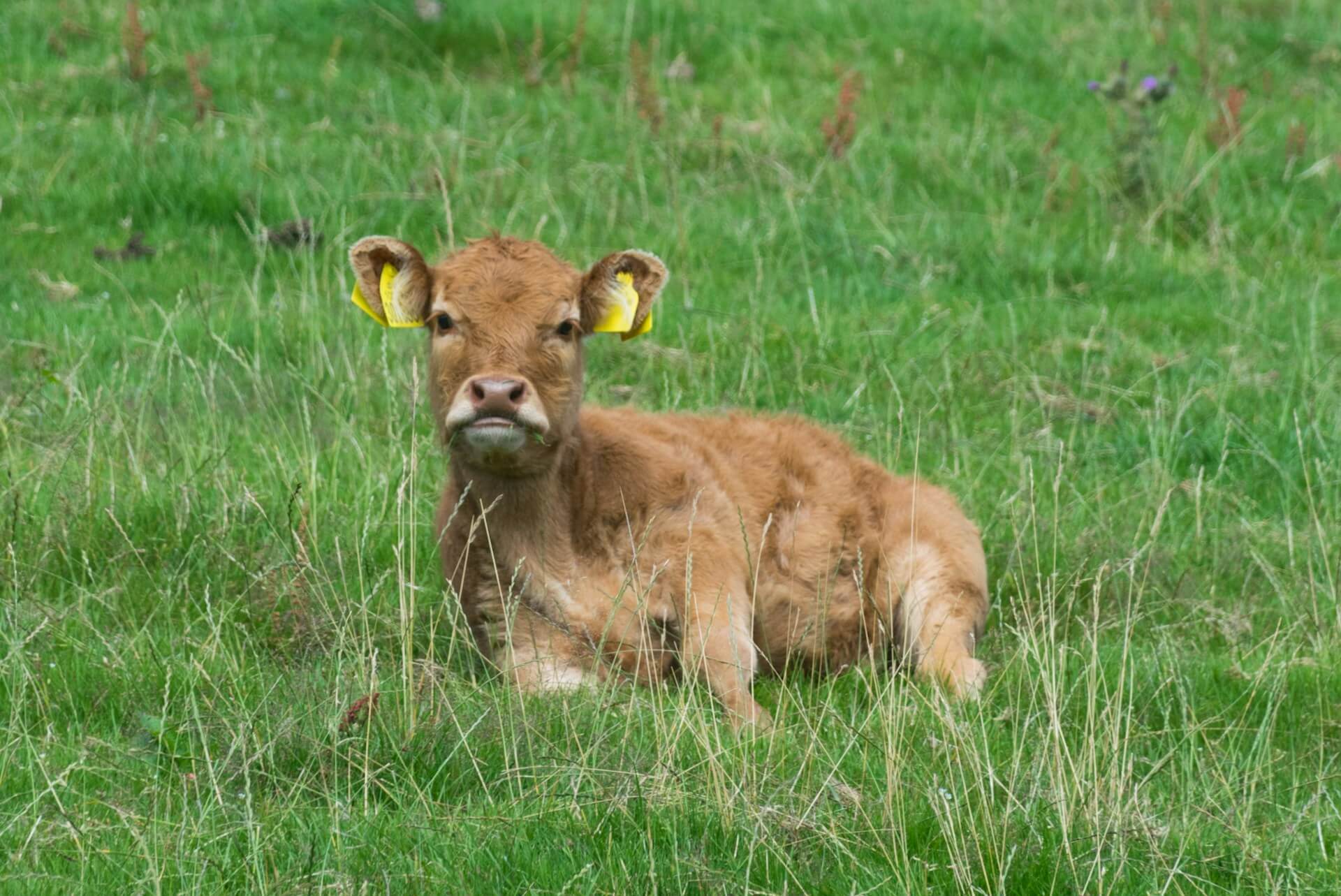 Cattle breeding Cattle Breeding
