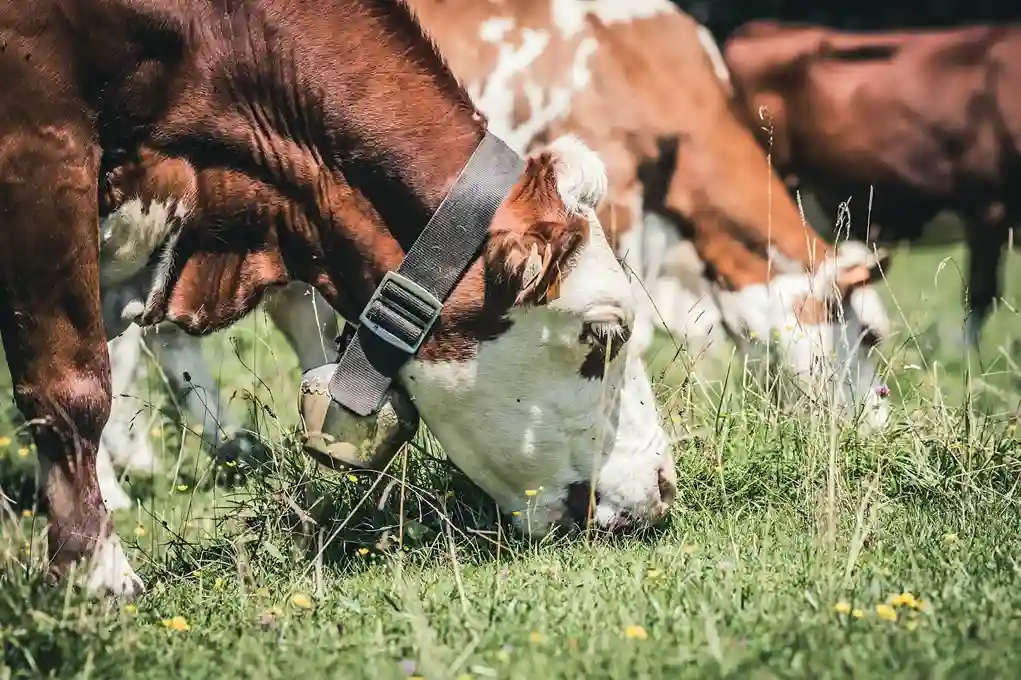 Understanding cattle nutrition and feeding practices Cattle Nutrition