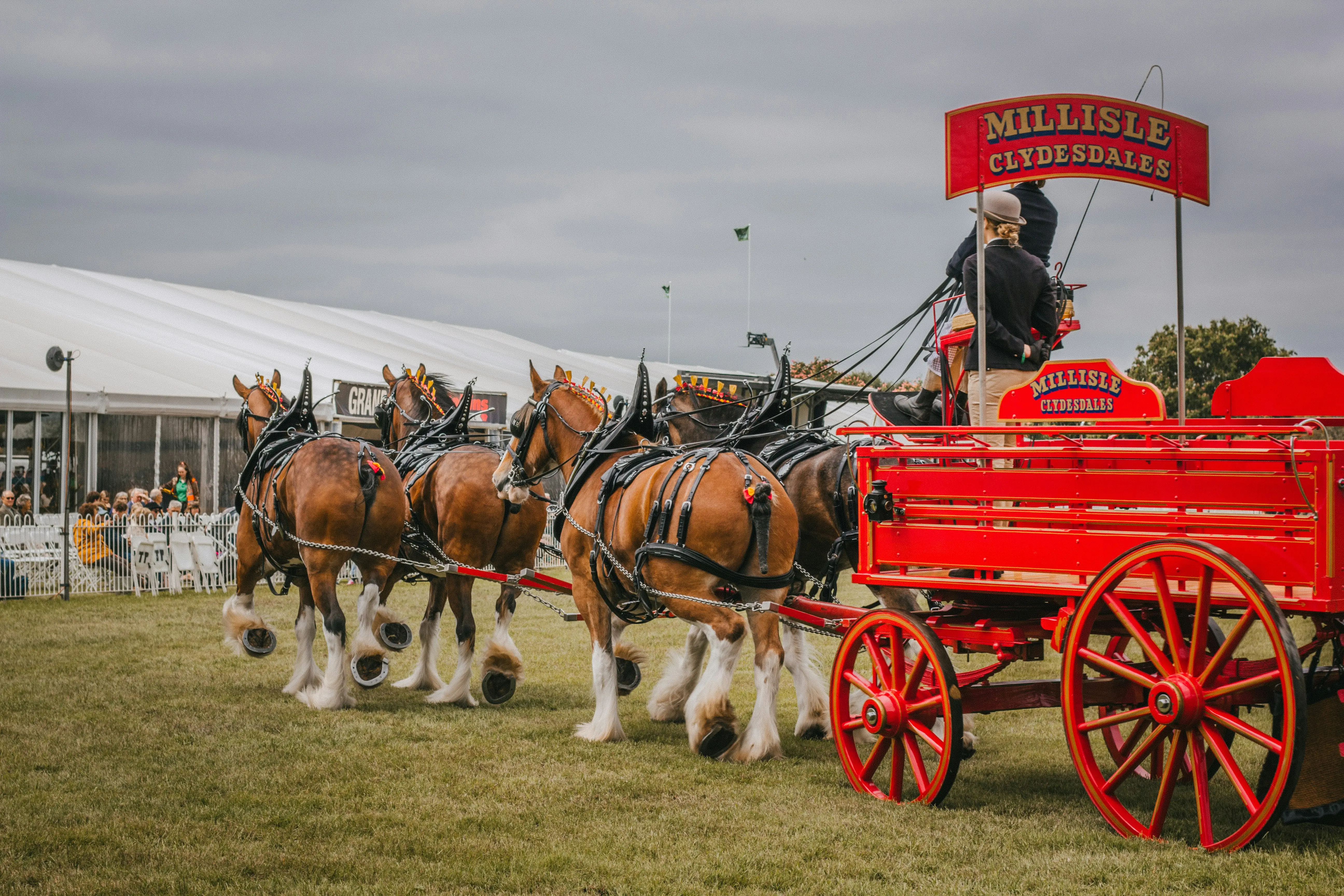 Clydesdale Clydesdale