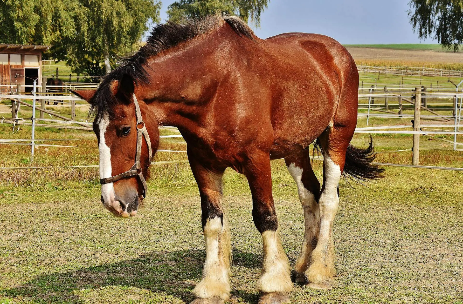 Clydesdale Horses Clydesdale Horses