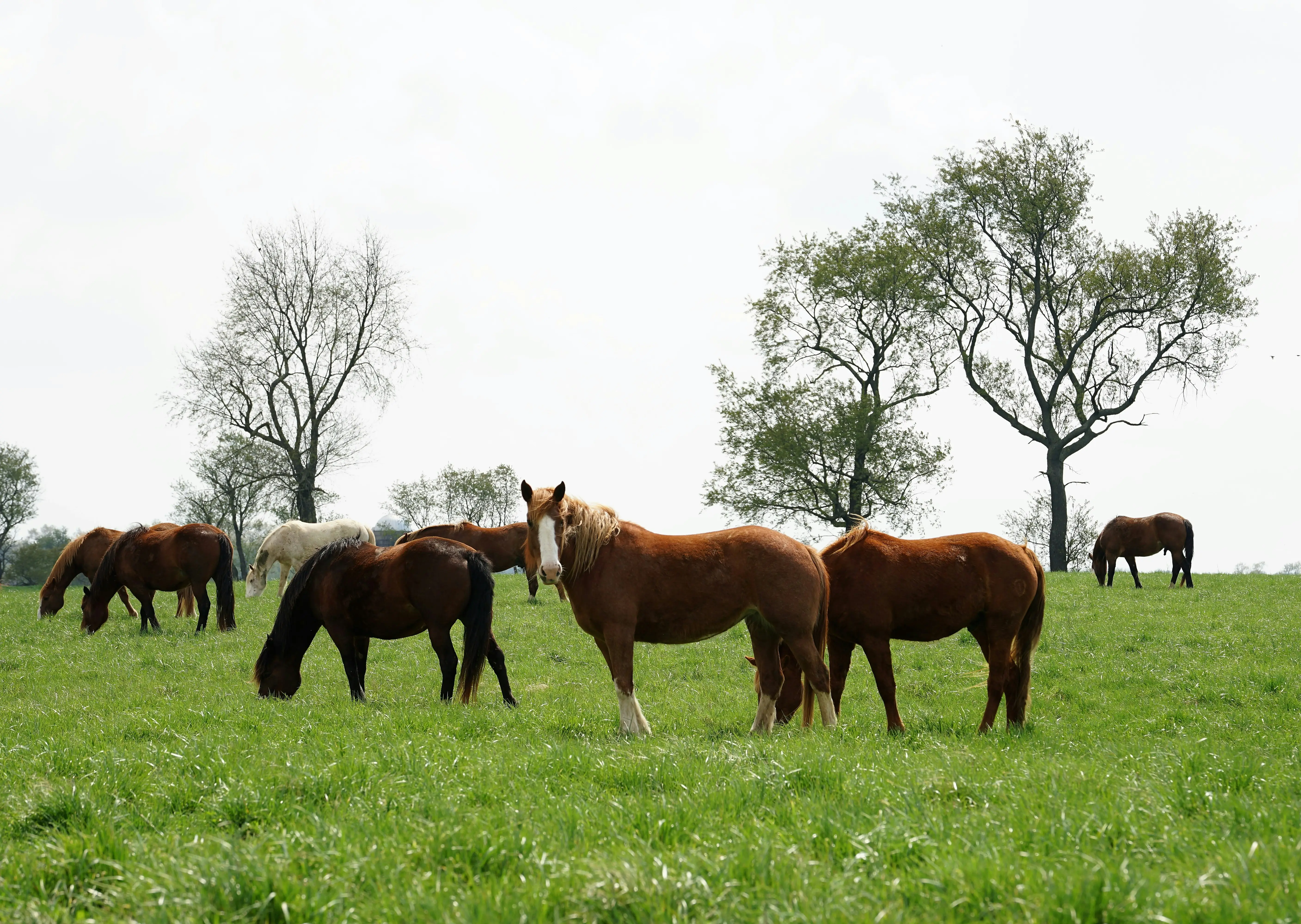 Horse Breeds Horse Breeds
