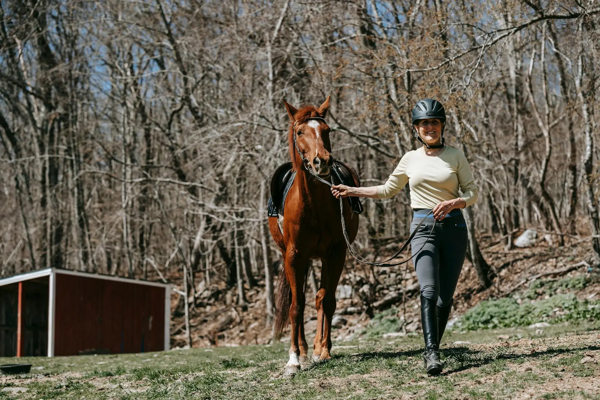 Horse Lunging Horse Lunging
