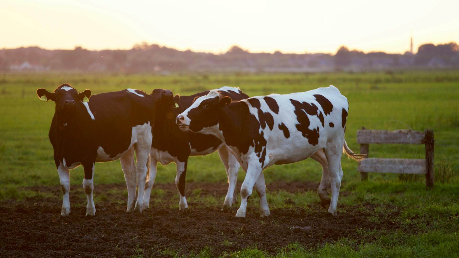 Population of cows Australia Population of Cows Australia