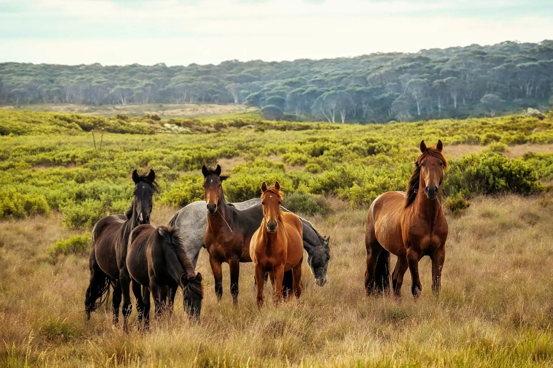 Population of horses Australia Population of Horses Australia
