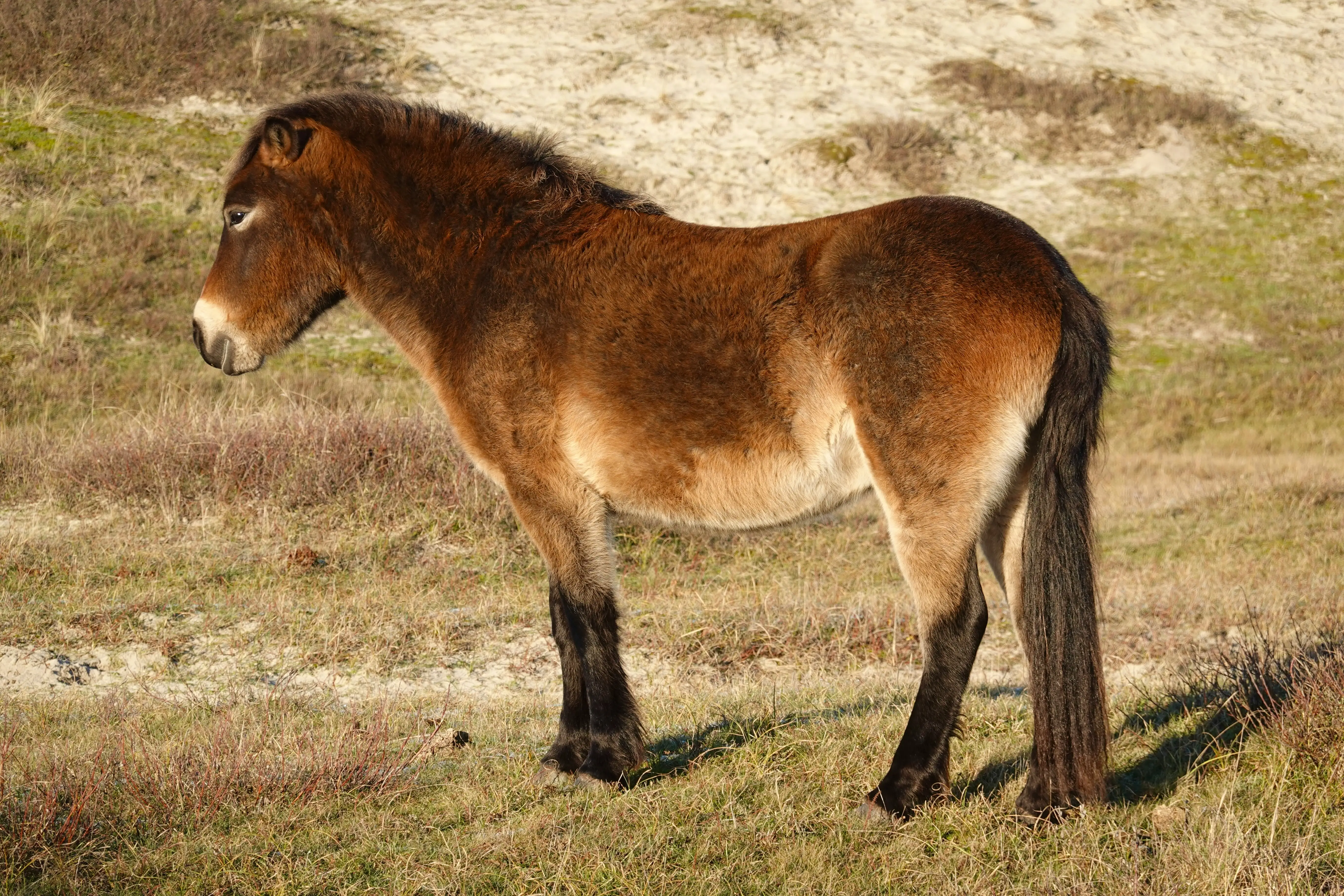 Pony Pony