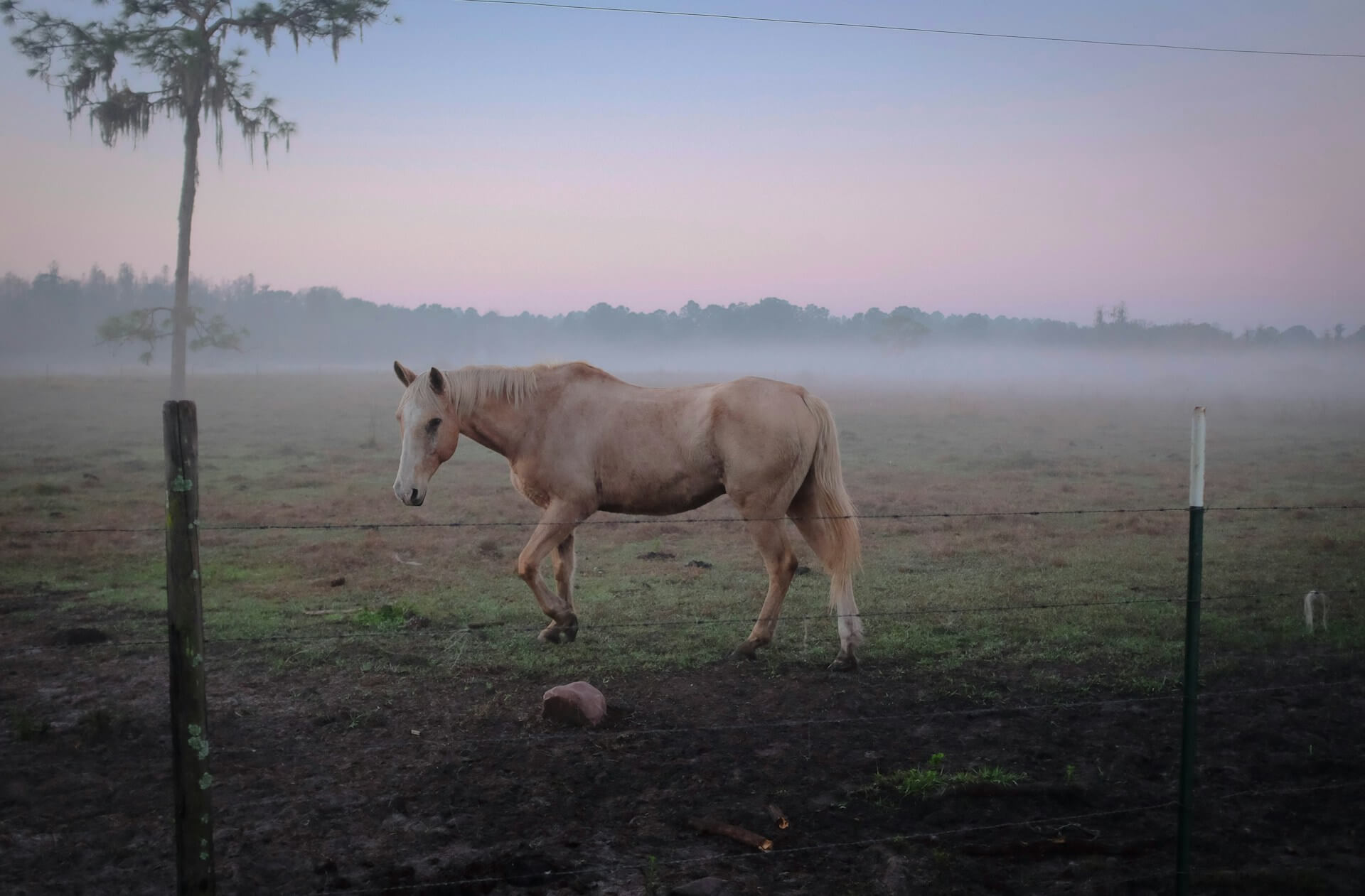 horse names for mares Horse Names for mares