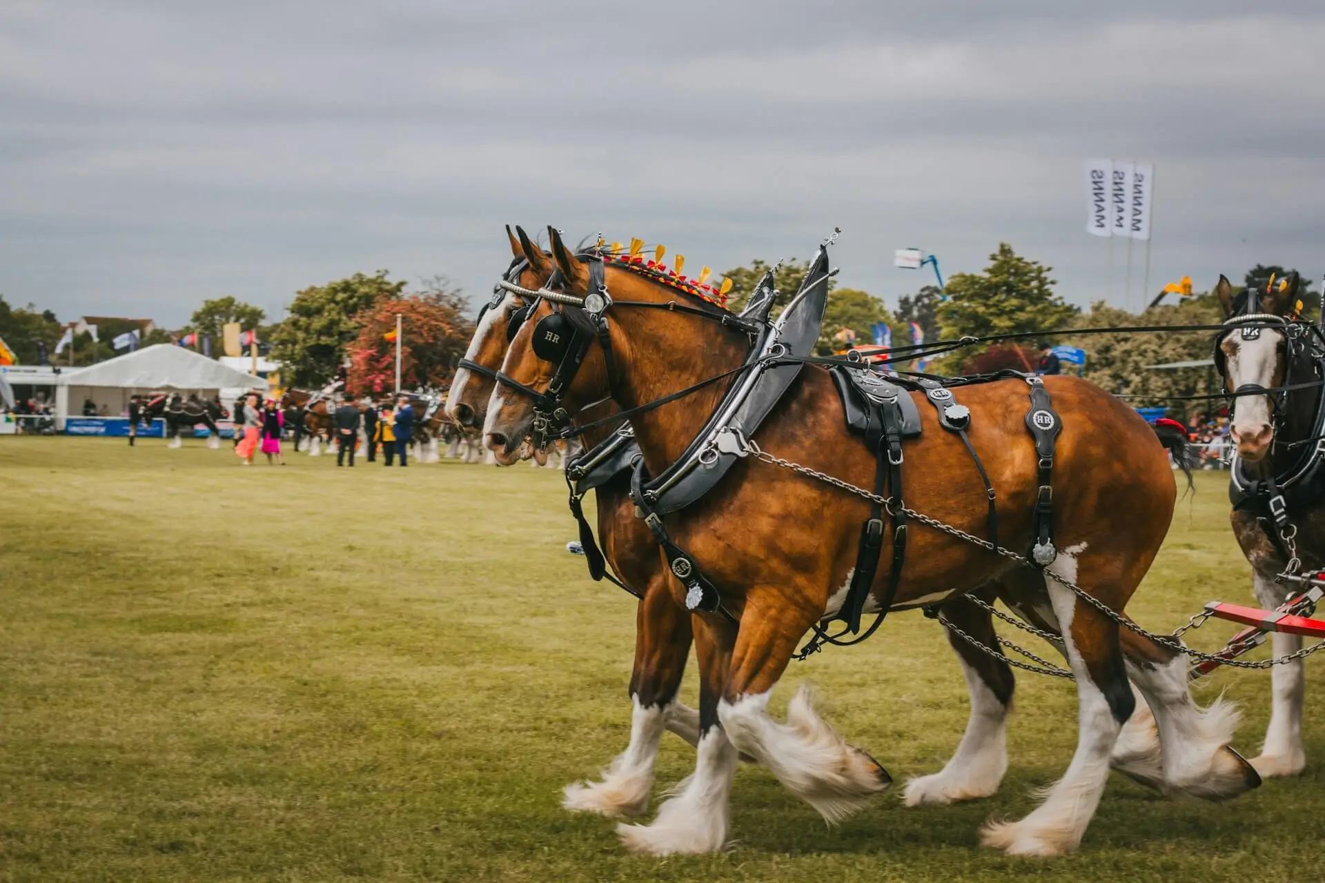Modern Clydesdale Horses Modern Clydesdale Horses