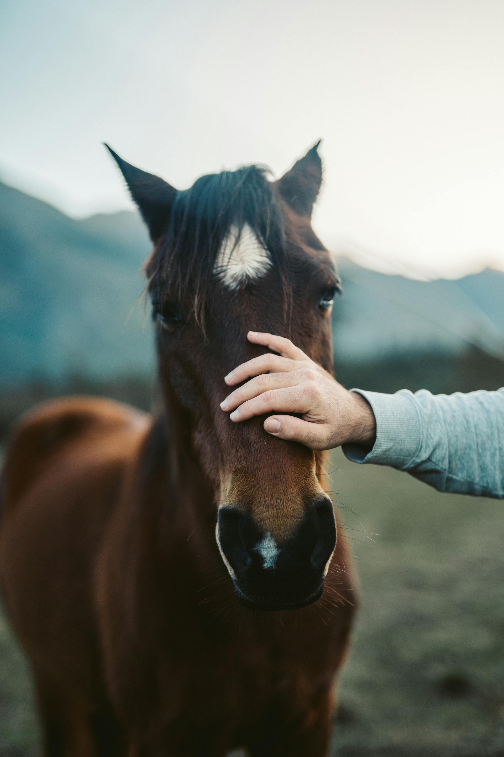 names for horses Names for horses