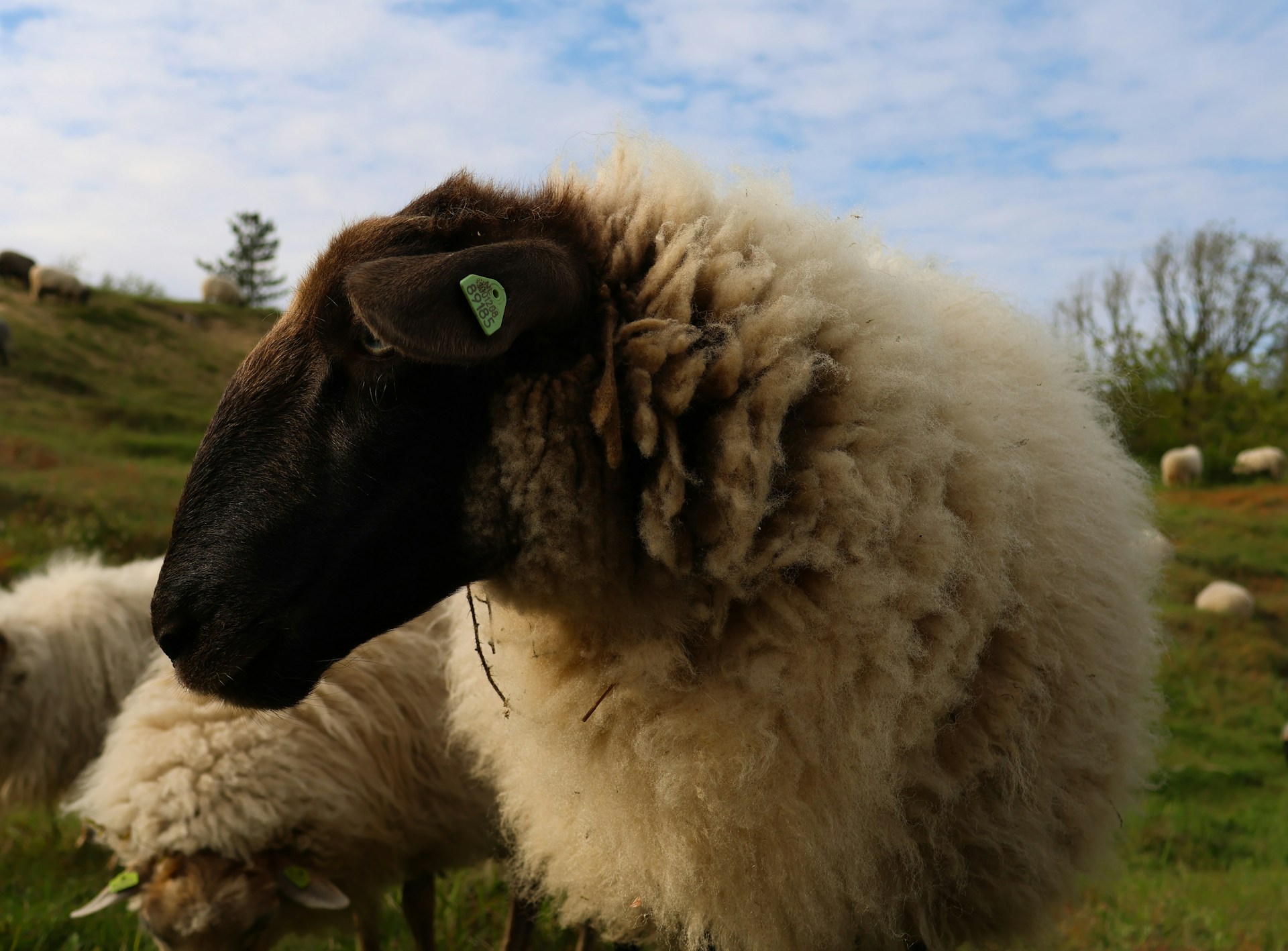 Sheep Sheep Agistment
