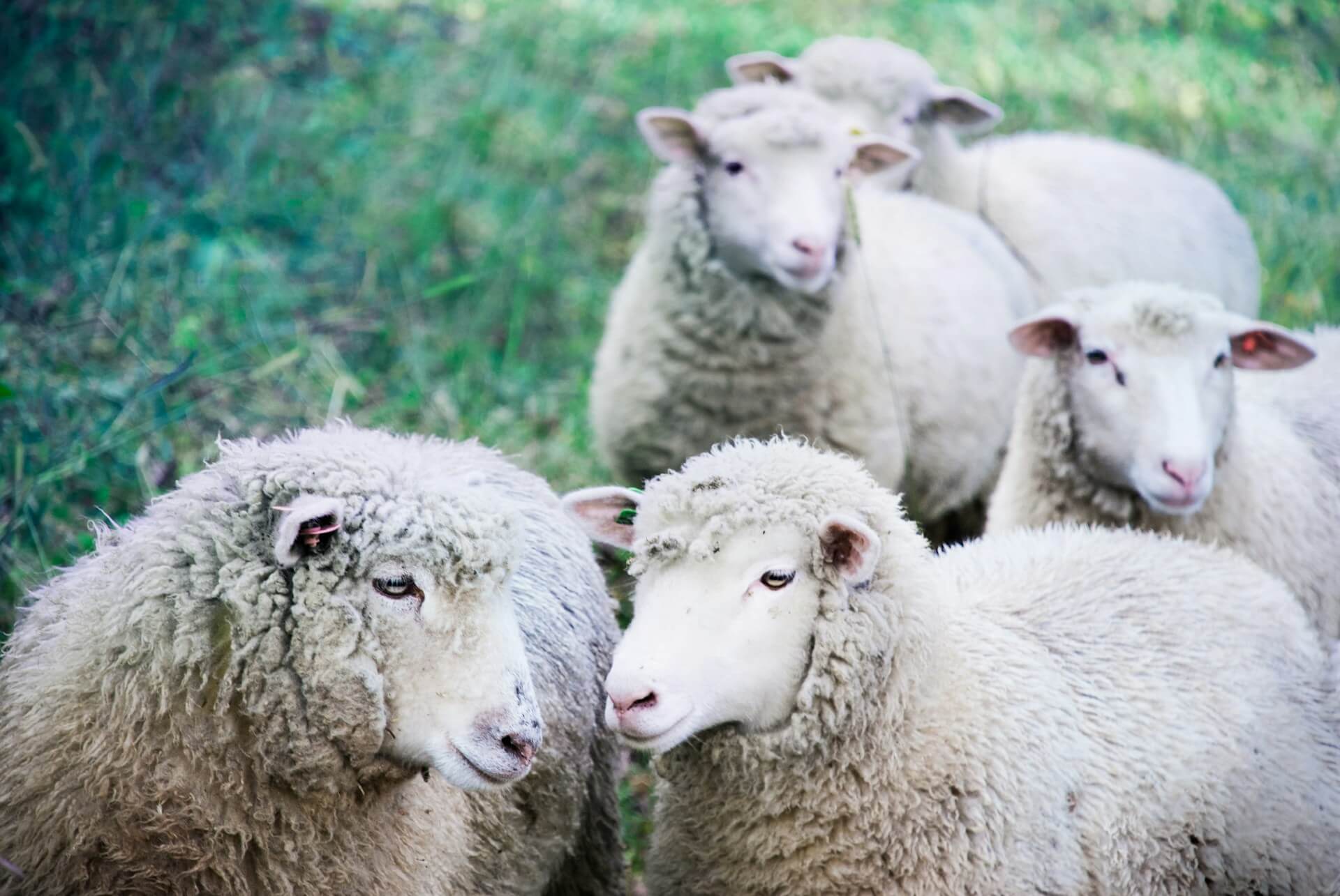 What is a sheep grazier warning What is a Sheep Grazier Warning
