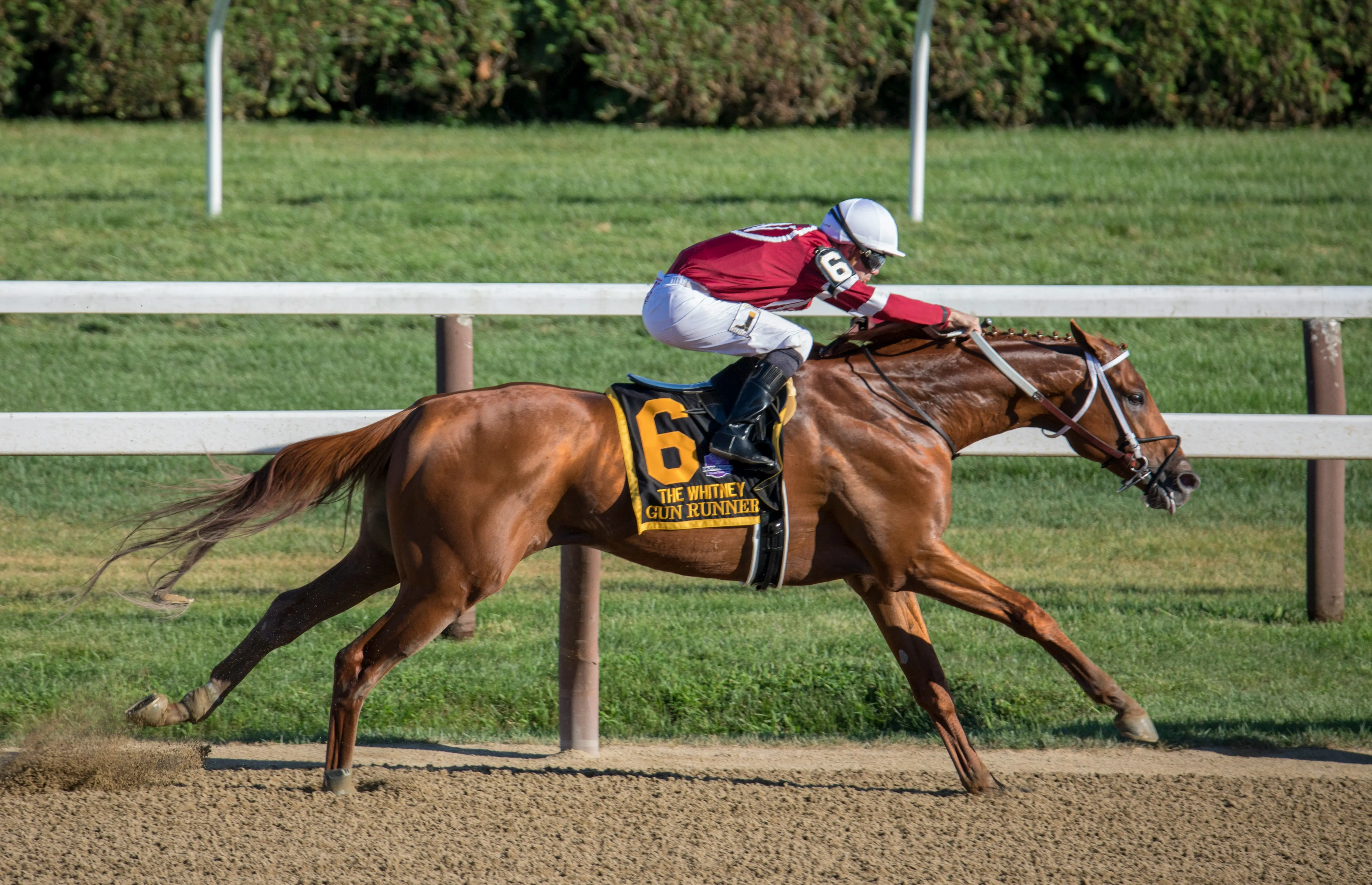 Thoroughbred Thoroughbred