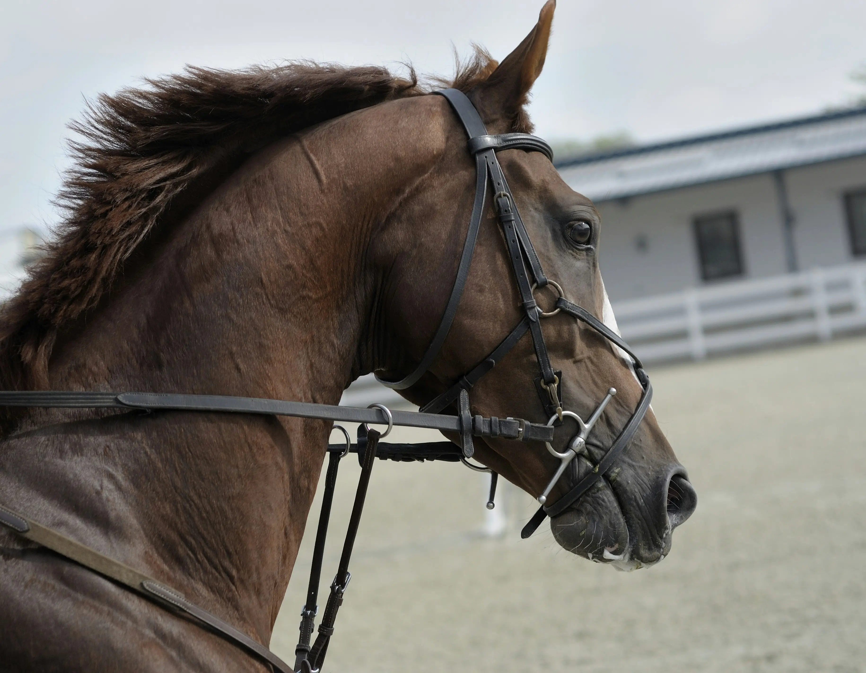 Australian Warmblood Australian Warmblood